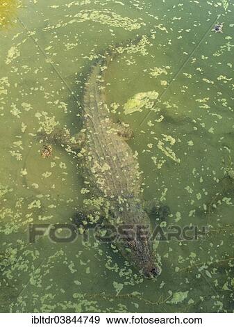 "Nile Crocodile (Crocodylus niloticus), in a pool, captive, Harnas Wildlife Foundation, Namibia, Africa" View Large Photo Image Stock Photo - "Nile Crocodile (Crocodylus niloticus), in a pool, captive, Harnas Wildlife Foundation, Namibia, Africa". Fotosearch
