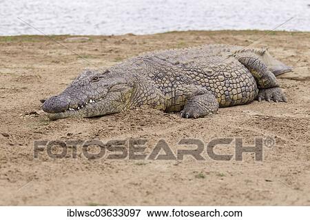 "Nile Crocodile (Crocodylus niloticus), Okapuka Ranch, Namibia, Africa" View Large Photo Image Stock Photo - "Nile Crocodile (Crocodylus niloticus), Okapuka Ranch, Namibia, Africa". Fotosearch