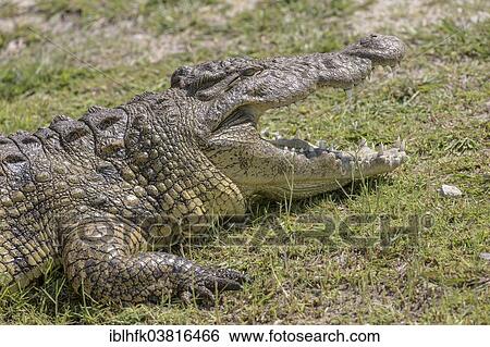 "Nile Crocodile (Crocodylus niloticus) at the Chobe river, Botswana, Africa" View Large Photo Image Stock Photograph - "Nile Crocodile (Crocodylus niloticus) at the Chobe river, Botswana, Africa". Fotosearch