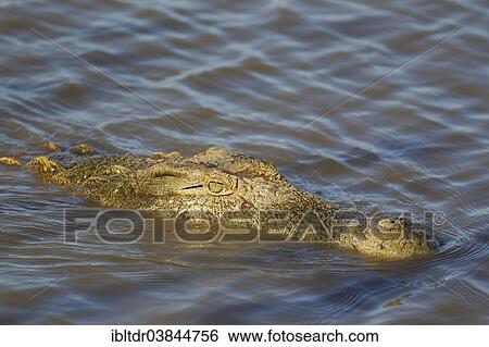 "Nile Crocodile (Crocodylus niloticus), Sunset Dam, Kruger National Park, South Africa, Africa" View Large Photo Image Stock Photograph - "Nile Crocodile (Crocodylus niloticus), Sunset Dam, Kruger National Park, South Africa, Africa". Fotosearch