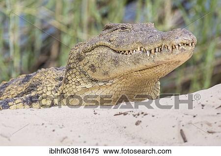 "Nile Crocodile (Crocodylus niloticus) at the Zambezi river, southern Zambia" View Large Photo Image Stock Photography - "Nile Crocodile (Crocodylus niloticus) at the Zambezi river, southern Zambia". Fotosearch