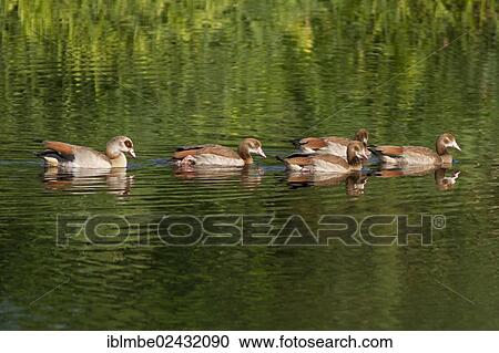 "Nile Geese (Alopochen aegyptiacus) with chicks on the Havel Canal near Potsdam-Paaren, Brandenburg, Germany, Europe" View Large Photo Image Stock Image - "Nile Geese (Alopochen aegyptiacus) with chicks on the Havel Canal near Potsdam-Paaren, Brandenburg, Germany, Europe". Fotosearch
