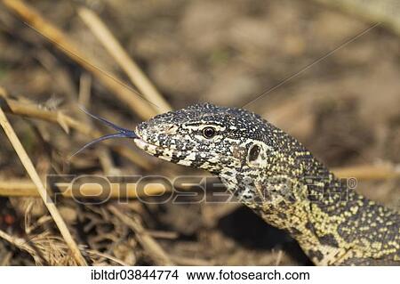 "Nile Monitor (Varanus niloticus), showing its forked tongue, Kruger National Park, South Africa, Africa" View Large Photo Image Picture - "Nile Monitor (Varanus niloticus), showing its forked tongue, Kruger National Park, South Africa, Africa". Fotosearch