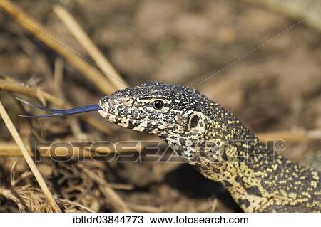 "Nile Monitor (Varanus niloticus), showing its forked tongue, Kruger National Park, South Africa, Africa" View Large Photo Image Stock Image - "Nile Monitor (Varanus niloticus), showing its forked tongue, Kruger National Park, South Africa, Africa". Fotosearch