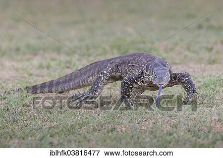 "Nile Monitor (Varanus niloticus), Liuwa Plain National Park, north-western Zambia" View Large Photo Image Stock Photo - "Nile Monitor (Varanus niloticus), Liuwa Plain National Park, north-western Zambia". Fotosearch