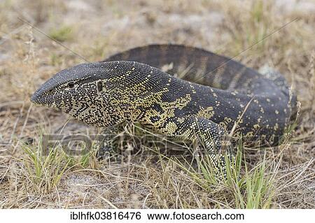 "Nile Monitor (Varanus niloticus), Liuwa Plain National Park, north-western Zambia" View Large Photo Image Stock Photograph - "Nile Monitor (Varanus niloticus), Liuwa Plain National Park, north-western Zambia". Fotosearch