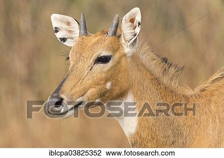 "Nilgai (Boselaphus tragocamelus), portrait, Keoladeo National Park, Bharatpur, Rajasthan, India, Asia" View Large Photo Image Stock Image - "Nilgai (Boselaphus tragocamelus), portrait, Keoladeo National Park, Bharatpur, Rajasthan, India, Asia". Fotosearch