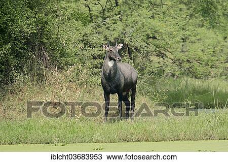 "Nilgai or Nilgau antelope (Boselaphus tragocamelus), male, Keoladeo National Park, Bharatpur, Rajasthan, India, Asia" View Large Photo Image Stock Image - "Nilgai or Nilgau antelope (Boselaphus tragocamelus), male, Keoladeo National Park, Bharatpur, Rajasthan, India, Asia". Fotosearch