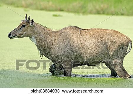 "Nilgai or Nilgau antelope (Boselaphus tragocamelus), male standing in water, Keoladeo National Park, Bharatpur, Rajasthan, India, Asia" View Large Photo Image Stock Image - "Nilgai or Nilgau antelope (Boselaphus tragocamelus), male standing in water, Keoladeo National Park, Bharatpur, Rajasthan, India, Asia". Fotosearch