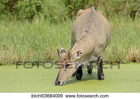 "Nilgai or Nilgau antelope (Boselaphus tragocamelus), male drinking water, Keoladeo National Park, Bharatpur, Rajasthan, India, Asia" View Large Photo Image Stock Photo - "Nilgai or Nilgau antelope (Boselaphus tragocamelus), male drinking water, Keoladeo National Park, Bharatpur, Rajasthan, India, Asia". Fotosearch