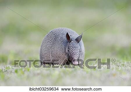 Picture - "Nine-banded Armadillo (Dasypus novemcinctus), Florida, United States, North America". Fotosearch