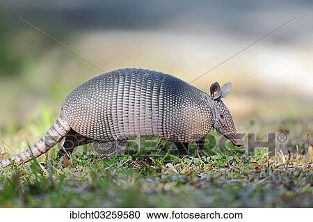 Stock Image - "Nine-banded Armadillo (Dasypus novemcinctus), Myakka River State Park, Florida, United States, North America". Fotosearch