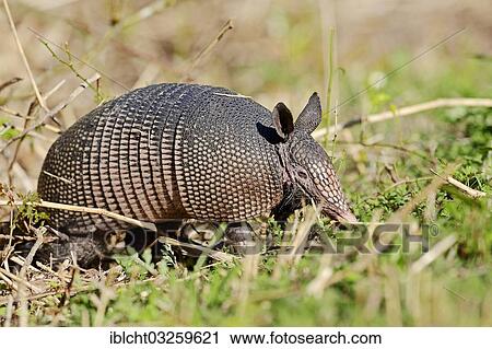 Stock Image - "Nine-banded Armadillo (Dasypus novemcinctus), Myakka River State Park, Florida, United States, North America". Fotosearch