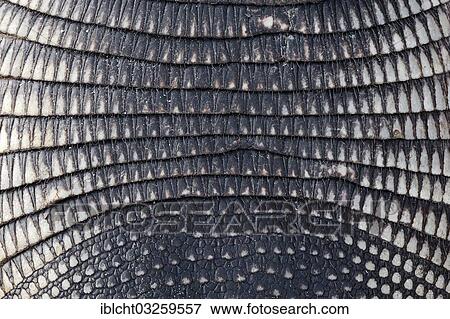 "Nine-banded Armadillo (Dasypus novemcinctus), skin detail, Sanibel Island, Florida, United States, North America" View Large Photo Image Stock Photo - "Nine-banded Armadillo (Dasypus novemcinctus), skin detail, Sanibel Island, Florida, United States, North America". Fotosearch
