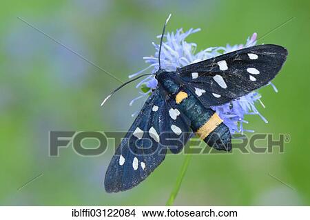 "Nine-spotted moth (Amata phegea), perched on a flower, Valle Verzasca, Kanton Tessin, Switzerland, Europe" View Large Photo Image Picture - "Nine-spotted moth (Amata phegea), perched on a flower, Valle Verzasca, Kanton Tessin, Switzerland, Europe". Fotosearch