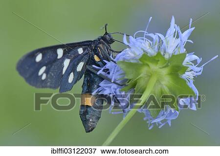 Stock Photo - "Nine-spotted Moth (Amata phegea), Valle Verzasca, Kanton Tessin, Switzerland, Europe". Fotosearch