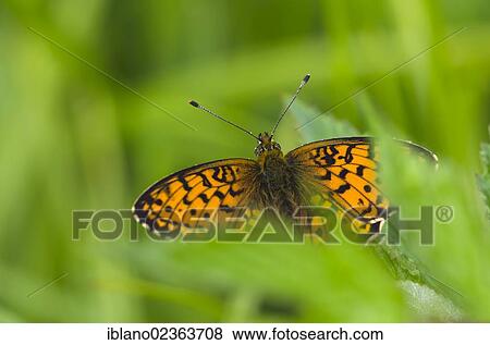 "Niobe Fritillary (Argynnis niobe), Filz, Woergl, Tyrol, Austria, Europe" View Large Photo Image Stock Photo - "Niobe Fritillary (Argynnis niobe), Filz, Woergl, Tyrol, Austria, Europe". Fotosearch