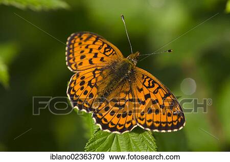 "Niobe Fritillary (Argynnis niobe), Filz, Woergl, Tyrol, Austria, Europe" View Large Photo Image Stock Photo - "Niobe Fritillary (Argynnis niobe), Filz, Woergl, Tyrol, Austria, Europe". Fotosearch