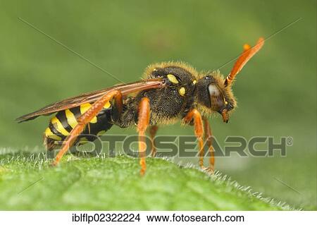 "Nomad Bee (Nomada sp. ), adult, resting on leaf, Leicestershire, England, United Kingdom, Europe" View Large Photo Image Picture - "Nomad Bee (Nomada sp. ), adult, resting on leaf, Leicestershire, England, United Kingdom, Europe". Fotosearch