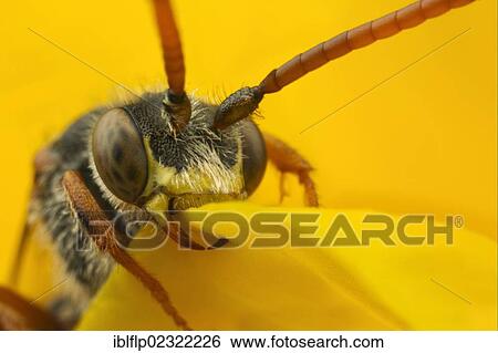 "Nomad Bee (Nomada sp. ), adult, close-up of head, sleeping with jaws locked onto flower petal, Leicestershire, England, United Kingdom, Europe" View Large Photo Image Stock Photograph - "Nomad Bee (Nomada sp. ), adult, close-up of head, sleeping with jaws locked onto flower petal, Leicestershire, England, United Kingdom, Europe". Fotosearch