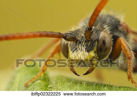 Stock Photography - "Nomad Bee (Nomada sp. ), adult, close-up of head, Leicestershire, England, United Kingdom, Europe". Fotosearch