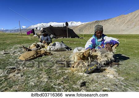 "Nomad men shearing sheep in front of their tent, Korzok, Ladakh, Jammu and Kashmir, India, Asia" View Large Photo Image Stock Photograph - "Nomad men shearing sheep in front of their tent, Korzok, Ladakh, Jammu and Kashmir, India, Asia". Fotosearch