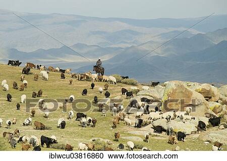 Stock Image - "Nomad with a flock of sheep, Khovsgol Aimag, Mongolia, Asia". Fotosearch