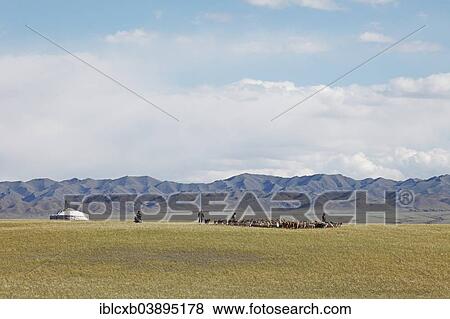 Stock Photo - "Nomads with a herd of Cashmere Goats (Capra hircus laniger), Gobi Desert, South Gobi, Omnogovi Province, Mongolia, Asia". Fotosearch