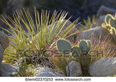 "Nopales or Paddle Cactus (Opuntia), Hidden Valley, Joshua Tree National Park, Mojave Desert, California, Southwest, United States of America, USA" View Large Photo Image Stock Image - "Nopales or Paddle Cactus (Opuntia), Hidden Valley, Joshua Tree National Park, Mojave Desert, California, Southwest, United States of America, USA". Fotosearch