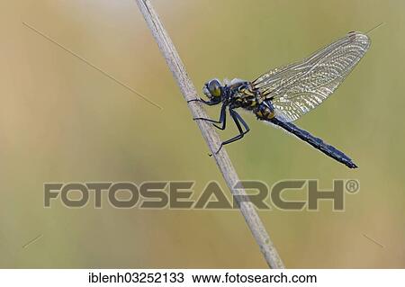 "Nordic Ruby Whiteface (Leucorrhinia rubicunda), Haren, Emsland, Lower Saxony, Germany, Europe" View Large Photo Image Stock Image - "Nordic Ruby Whiteface (Leucorrhinia rubicunda), Haren, Emsland, Lower Saxony, Germany, Europe". Fotosearch