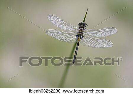 "Nordic Ruby Whiteface (Leucorrhinia rubicunda), Haren, Emsland, Lower Saxony, Germany, Europe" View Large Photo Image Stock Image - "Nordic Ruby Whiteface (Leucorrhinia rubicunda), Haren, Emsland, Lower Saxony, Germany, Europe". Fotosearch