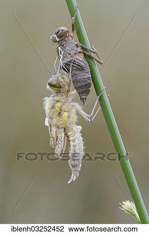 Stock Image - "Nordic Ruby Whiteface (Leucorrhinia rubicunda), emerging from its coccoon, Haren, Emsland, Lower Saxony, Germany, Europe". Fotosearch