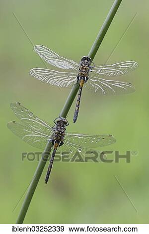 "Nordic Ruby Whiteface (Leucorrhinia rubicunda), Haren, Emsland, Lower Saxony, Germany, Europe" View Large Photo Image Stock Photo - "Nordic Ruby Whiteface (Leucorrhinia rubicunda), Haren, Emsland, Lower Saxony, Germany, Europe". Fotosearch