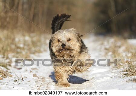 Norfolk Terrier running in the snow View Large Photo Image Stock Photo - Norfolk Terrier running in the snow. Fotosearch