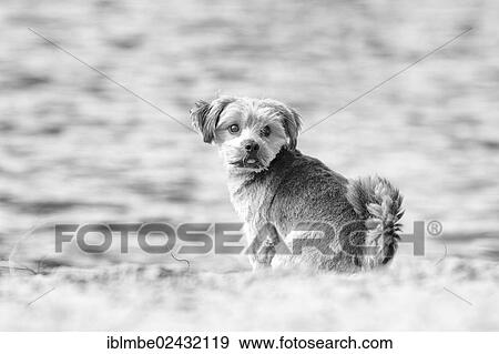 "Norfolk Terrier, sitting by the water, Berlin, Germany, Europe" View Large Photo Image Stock Photo - "Norfolk Terrier, sitting by the water, Berlin, Germany, Europe". Fotosearch