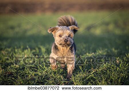 "Norfolk Terrier standing on a meadow, Germany, Europe" View Large Photo Image Stock Image - "Norfolk Terrier standing on a meadow, Germany, Europe". Fotosearch