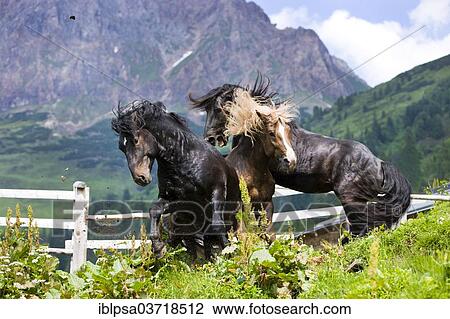 "Noriker stallions during a ranking battle on an alpine pasture, Tyrol, Austria, Europe" View Large Photo Image Stock Image - "Noriker stallions during a ranking battle on an alpine pasture, Tyrol, Austria, Europe". Fotosearch