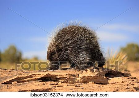 Picture - "North American Porcupine (Erethizon dorsatum), adult, walking, captive, Colorado Plateau, Utah, United States, North America". Fotosearch
