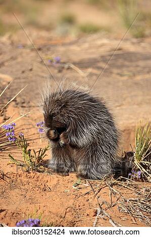 "North American Porcupine (Erethizon dorsatum), adult, feeding, captive, Colorado Plateau, Utah, United States, North America" View Large Photo Image Picture - "North American Porcupine (Erethizon dorsatum), adult, feeding, captive, Colorado Plateau, Utah, United States, North America". Fotosearch