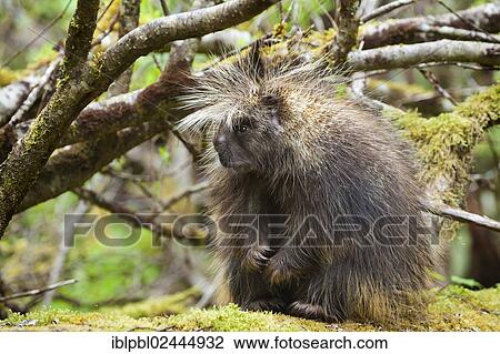 "North American porcupine (Erethizon dorsatum), Port Dick, Kenai Peninsula, Anchorage, Alaska, United States, North America" View Large Photo Image Stock Image - "North American porcupine (Erethizon dorsatum), Port Dick, Kenai Peninsula, Anchorage, Alaska, United States, North America". Fotosearch