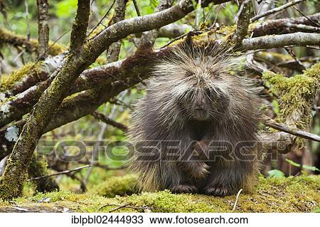 "North American porcupine (Erethizon dorsatum), Port Dick, Kenai Peninsula, Anchorage, Alaska, United States, North America" View Large Photo Image Stock Image - "North American porcupine (Erethizon dorsatum), Port Dick, Kenai Peninsula, Anchorage, Alaska, United States, North America". Fotosearch