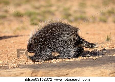 "North American Porcupine (Erethizon dorsatum), adult, walking, captive, Colorado Plateau, Utah, United States, North America" View Large Photo Image Stock Image - "North American Porcupine (Erethizon dorsatum), adult, walking, captive, Colorado Plateau, Utah, United States, North America". Fotosearch