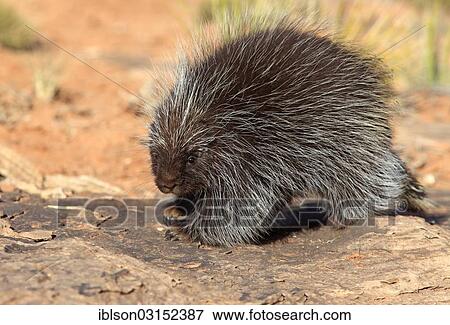 "North American Porcupine (Erethizon dorsatum), adult, walking, captive, Colorado Plateau, Utah, United States, North America" View Large Photo Image Stock Photo - "North American Porcupine (Erethizon dorsatum), adult, walking, captive, Colorado Plateau, Utah, United States, North America". Fotosearch