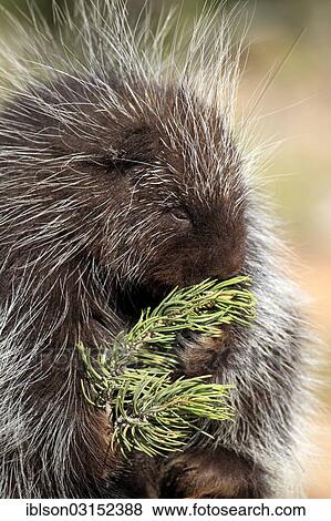 "North American Porcupine (Erethizon dorsatum), adult, feeding, captive, Monument Valley, Colorado Plateau, Utah, United States, North America" View Large Photo Image Stock Photo - "North American Porcupine (Erethizon dorsatum), adult, feeding, captive, Monument Valley, Colorado Plateau, Utah, United States, North America". Fotosearch