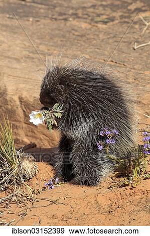 "North American Porcupine (Erethizon dorsatum), adult, feeding, captive, Colorado Plateau, Utah, United States, North America" View Large Photo Image Stock Photo - "North American Porcupine (Erethizon dorsatum), adult, feeding, captive, Colorado Plateau, Utah, United States, North America". Fotosearch
