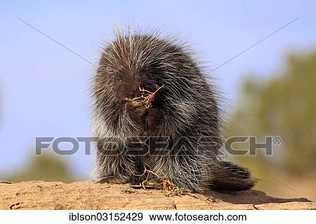 "North American Porcupine (Erethizon dorsatum), adult, feeding, captive, Colorado Plateau, Utah, United States, North America" View Large Photo Image Stock Photo - "North American Porcupine (Erethizon dorsatum), adult, feeding, captive, Colorado Plateau, Utah, United States, North America". Fotosearch