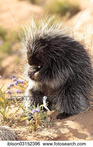 "North American Porcupine (Erethizon dorsatum), adult, feeding, captive, Colorado Plateau, Utah, United States, North America" View Large Photo Image Stock Photograph - "North American Porcupine (Erethizon dorsatum), adult, feeding, captive, Colorado Plateau, Utah, United States, North America". Fotosearch