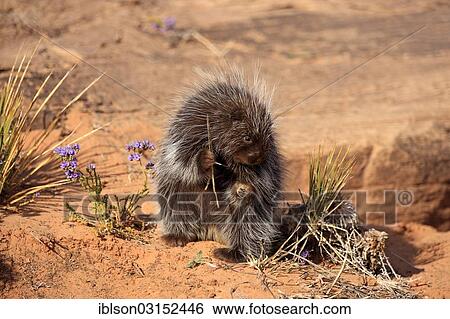 Stock Photograph - "North American Porcupine (Erethizon dorsatum), adult, feeding, captive, Colorado Plateau, Utah, United States, North America". Fotosearch