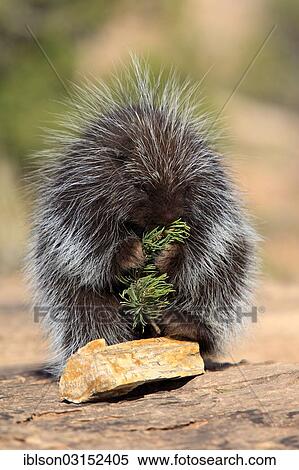 Stock Photography - "North American Porcupine (Erethizon dorsatum), adult, feeding, captive, Colorado Plateau, Utah, United States, North America". Fotosearch