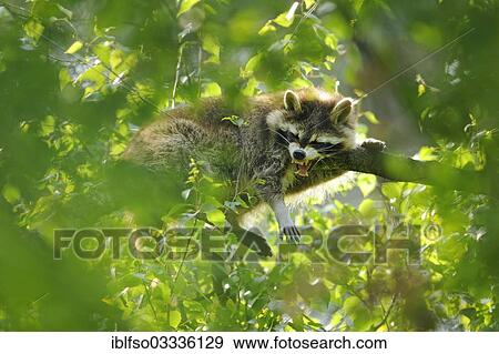 "North American Raccoon (Procyon lotor) lying on a branch in a tree, captive, Hesse, Germany, Europe" View Large Photo Image Stock Photo - "North American Raccoon (Procyon lotor) lying on a branch in a tree, captive, Hesse, Germany, Europe". Fotosearch